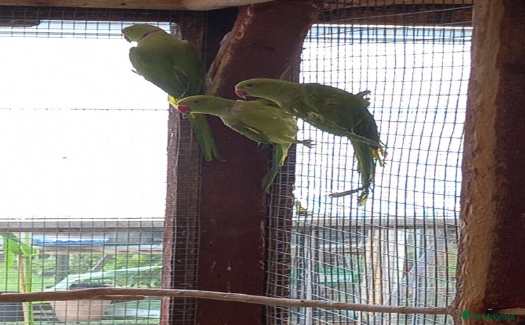 Parakeets birds - Advert 12