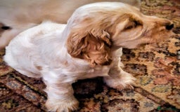 Cocker Spaniel dogs for sale: orange roan cocker spanial - Image 3