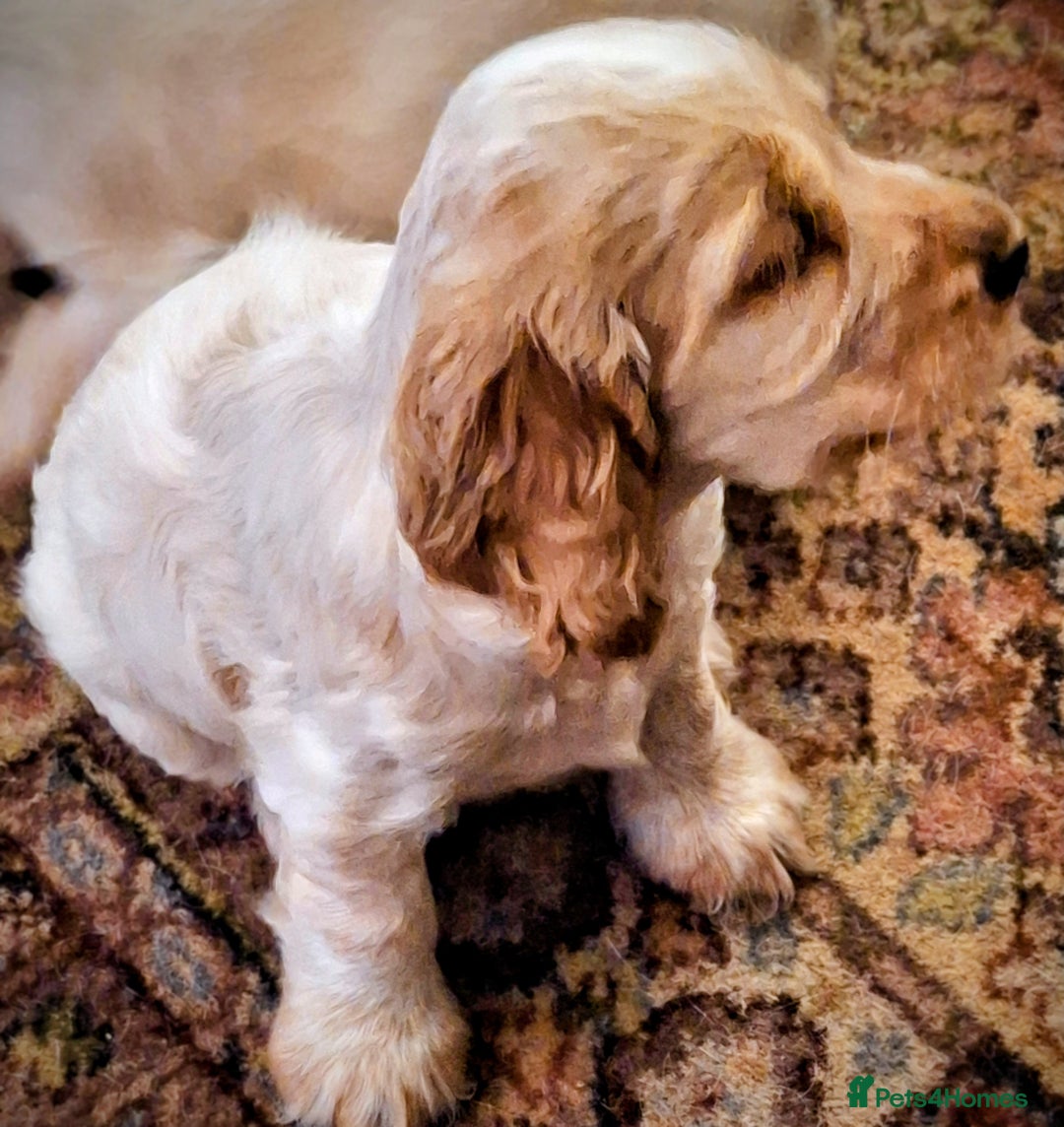 Cocker Spaniel dogs for sale: orange roan cocker spanial - Image 3