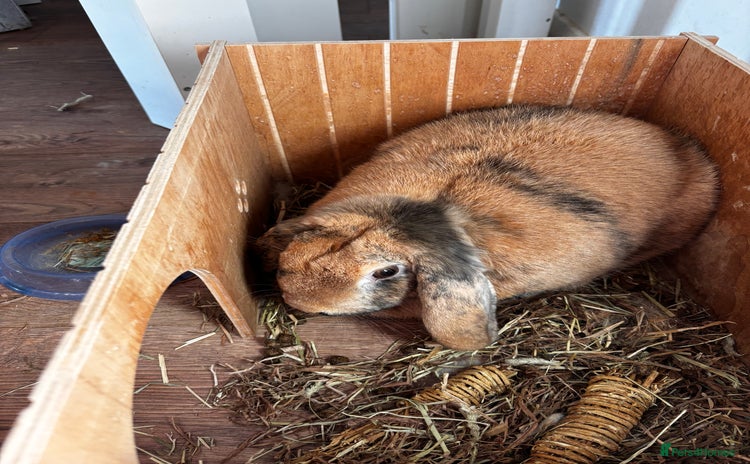English Lop rabbits - Advert 4