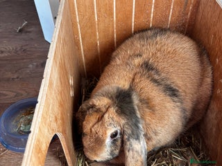 English Lop rabbits - Advert 4