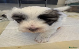 Mixed Breed dogs for sale: Maltese Cross Puppies for Sale  - Image 13