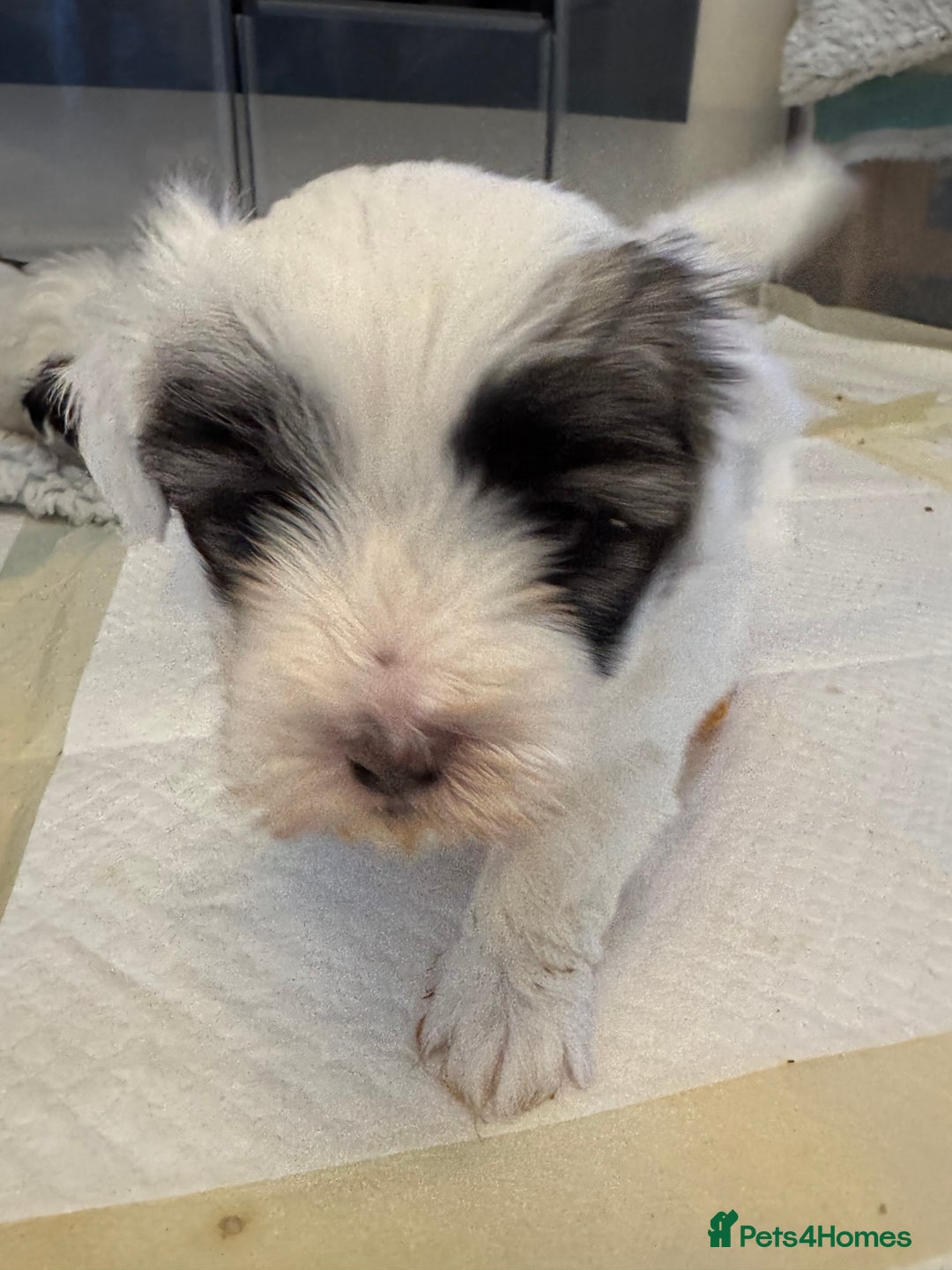 Mixed Breed dogs for sale: Maltese Cross Puppies for Sale  - Image 13