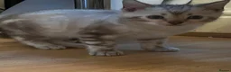 Bengal cats for sale: Pure Snow bengal  - Advert 3