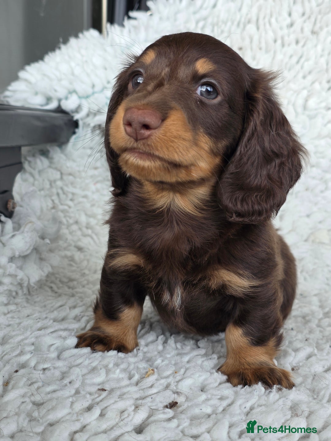 Miniature Dachshund dogs for sale: Stunning miniature longhaired Dachshund pups - Advert 4