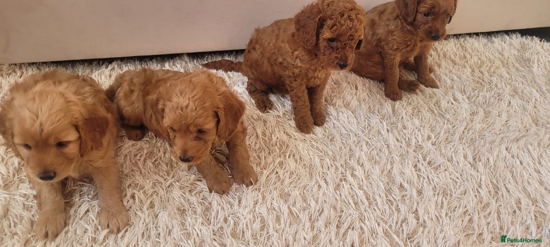 Cockapoo dogs for sale: 2nd generation cockapoo pups - Image 23