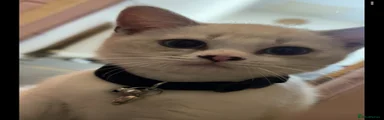 White British shorthair 