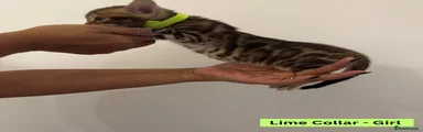 Female Kitten - Lime Green Collar