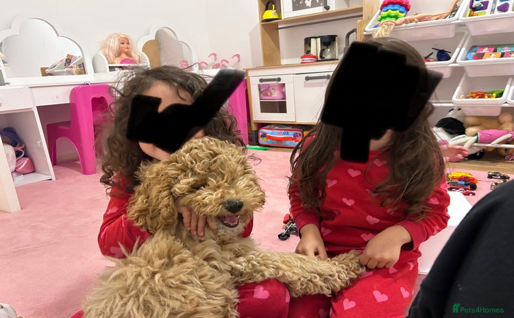 Cavapoo dogs - Advert 6