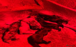 Cockapoo dogs for sale: BEAUTIFULL F1 COCKAPOO PUPPYS - Advert 6