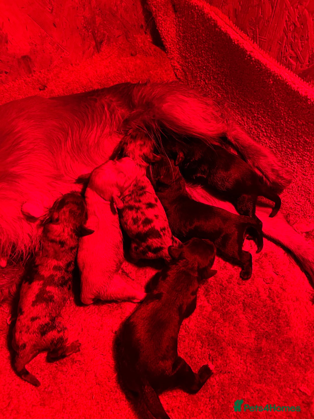 Cockapoo dogs for sale: BEAUTIFULL F1 COCKAPOO PUPPYS - Advert 6