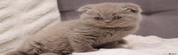 Scottish Fold cats for sale: Stunning Champions Bloodlines  kittens  - Advert 6