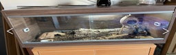 Gecko reptiles for sale: Breeding pair of African Fat Tailed Geckos  - Advert 13