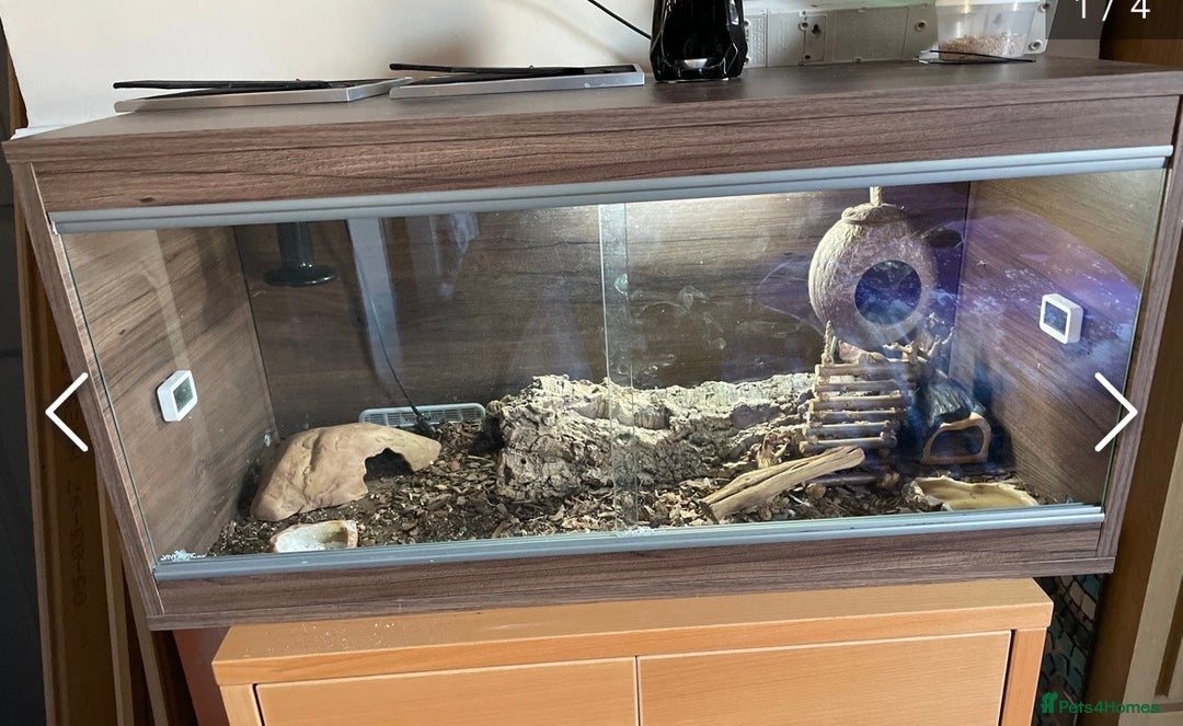 Gecko reptiles for sale: Breeding pair of African Fat Tailed Geckos  - Advert 13