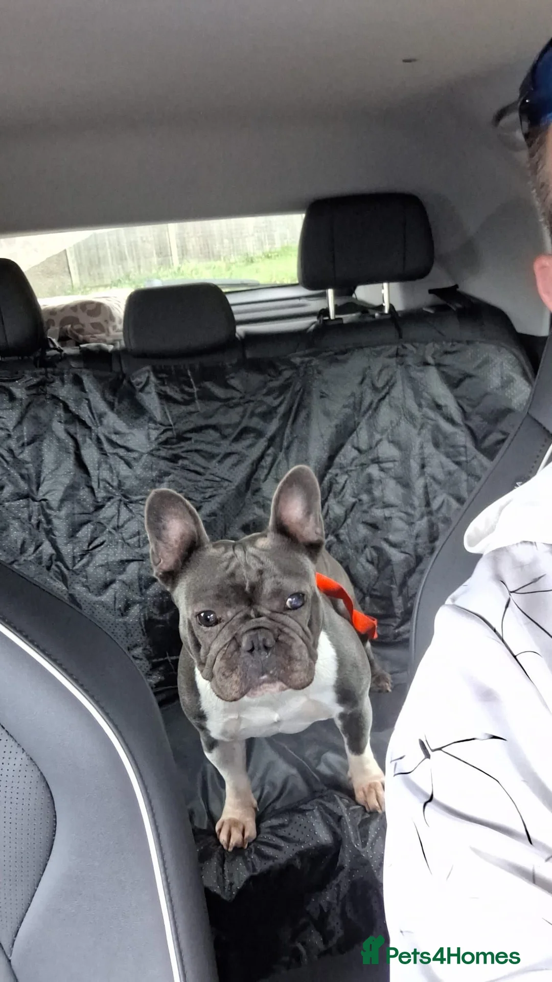 French Bulldog dogs for sale: French bulldog female  - Advert 2