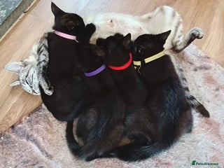 Mixed Breed cats - Advert 34