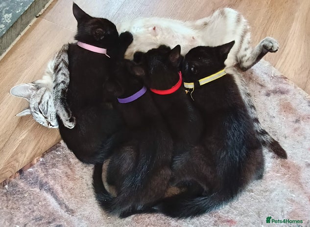 Mixed Breed cats - Advert 32