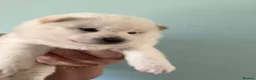 Japanese Shiba Inu dogs for sale: Shiba Inu Champion Bloodlines  Health Tested - Advert 1