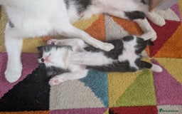 Domestic Shorthair cats for sale: Kittens for sale  - Image 7