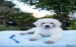 Standard Poodle dogs for sale: It has to be ALL WHITE Standard Poodle Puppies - Image 3