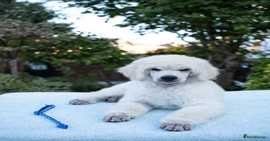 Standard Poodle dogs - Advert 5