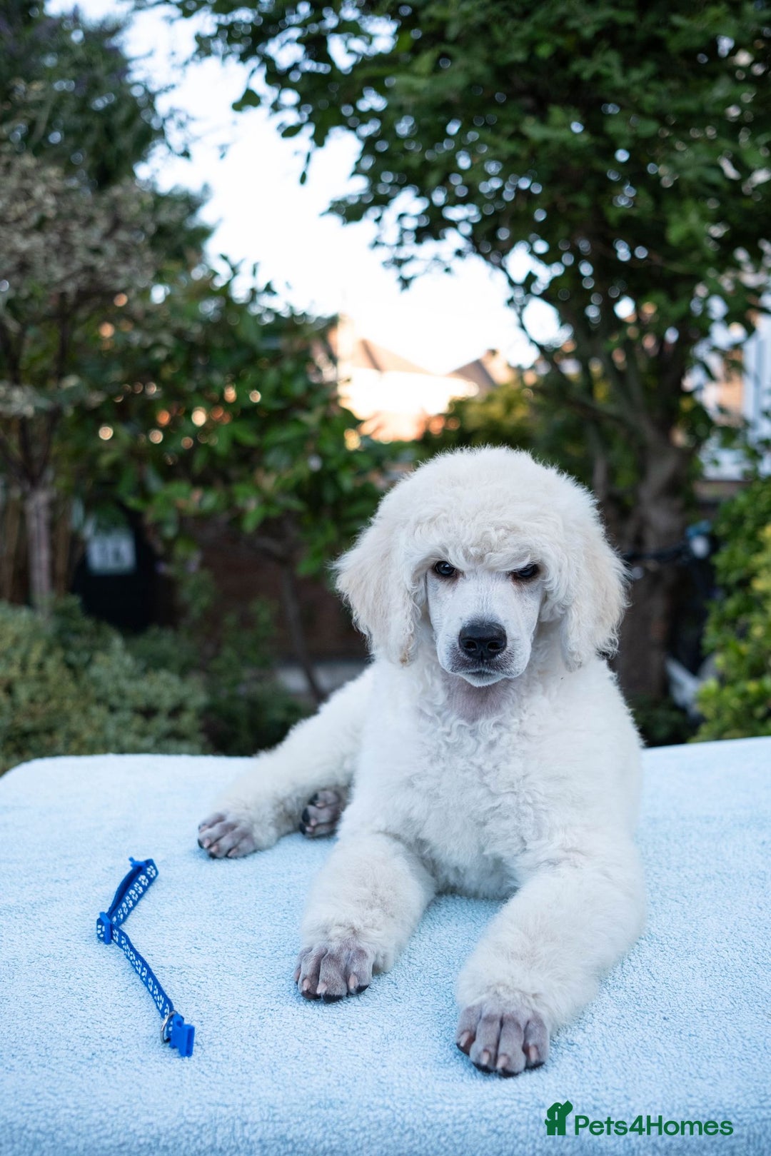 Standard Poodle dogs for sale: It has to be ALL WHITE Standard Poodle Puppies - Image 3