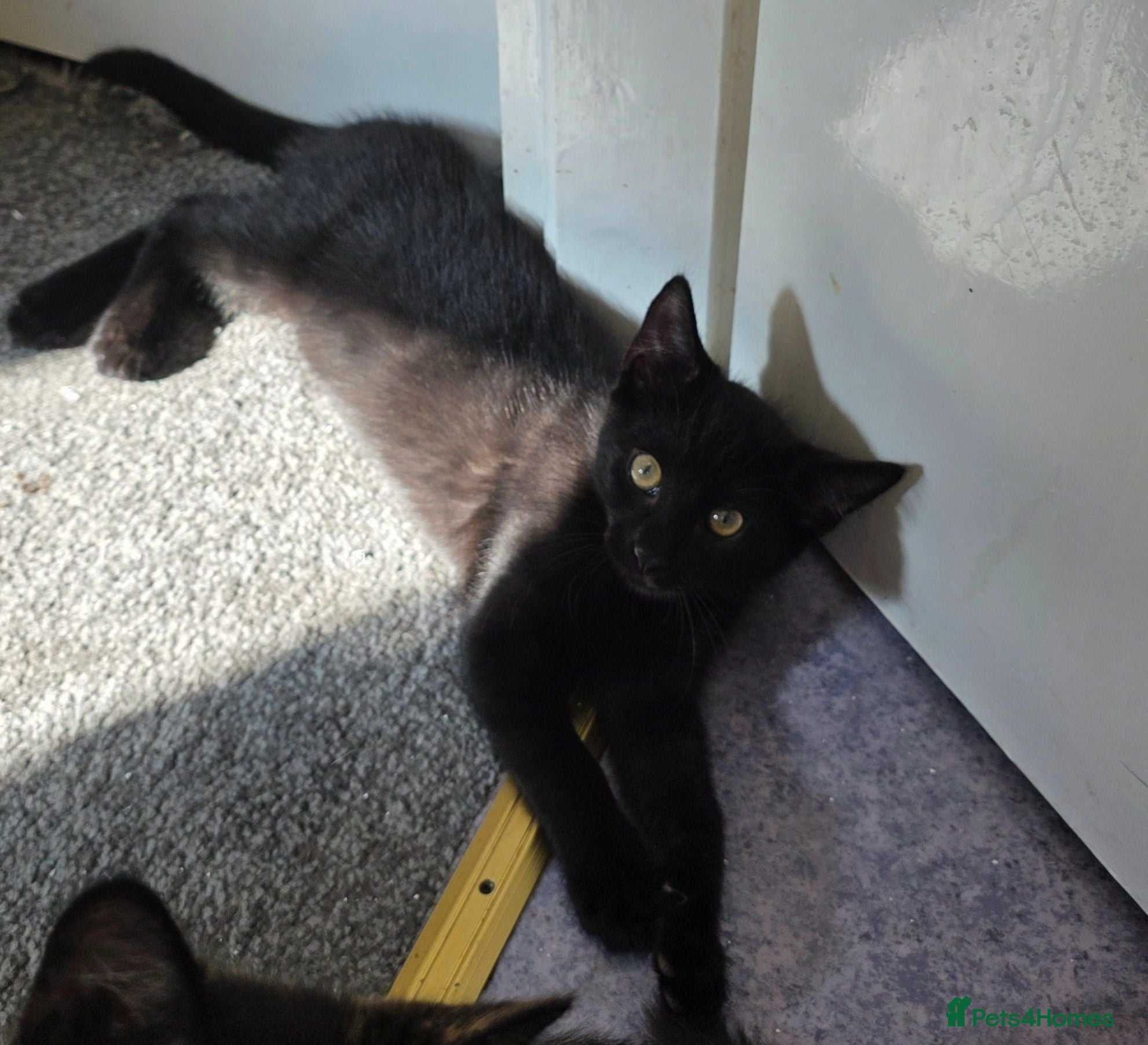 Mixed Breed cats Mixed breed  - Advert 4