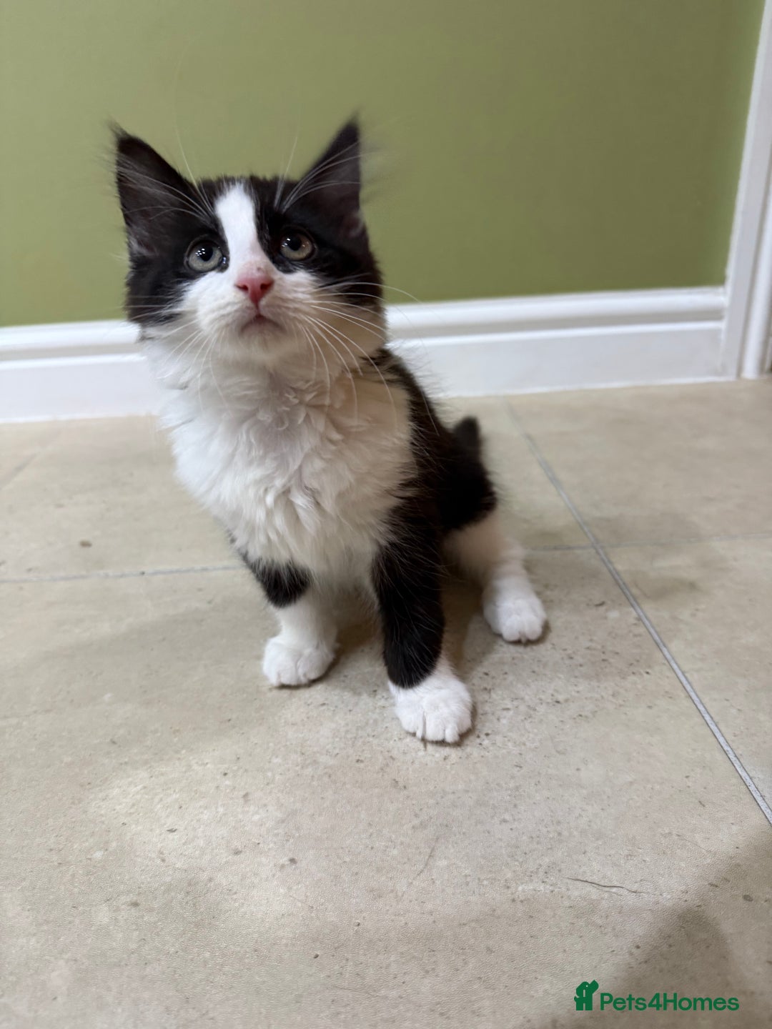 Domestic Shorthair cats for sale: 2 fluffy boys left - Advert 2