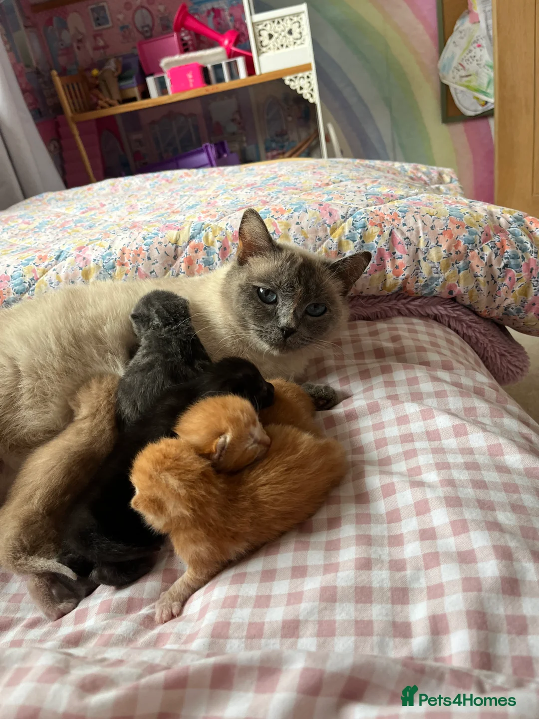 Ragdoll cats for sale: Beautiful grey ragdoll x friendly little girl - Advert 2