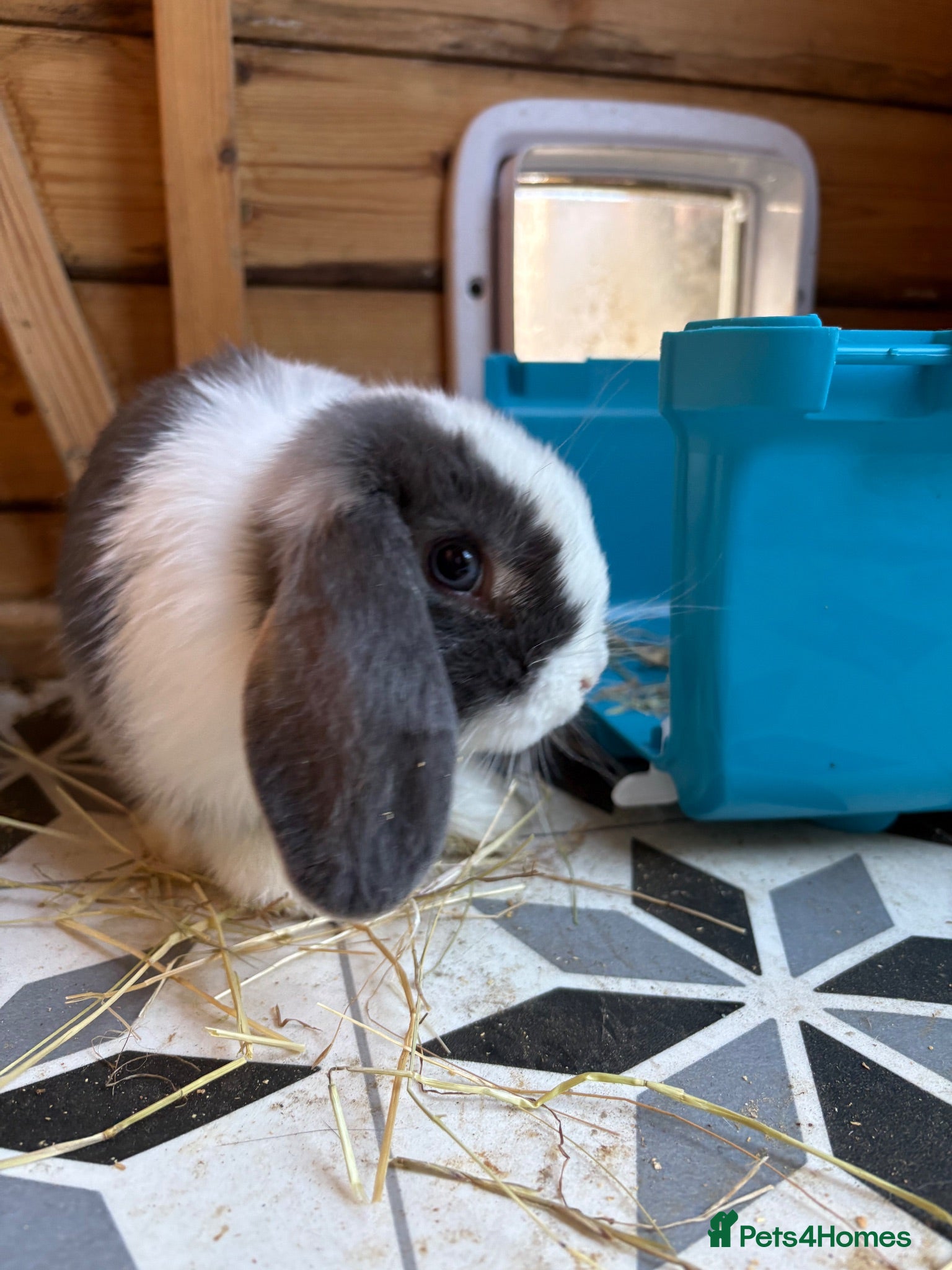 Mini Lop rabbits 9 week old male mini lop - Advert 1