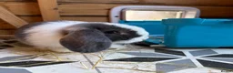 Mini Lop rabbits for sale: 9 week old male mini lop - Advert 2