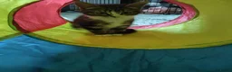 Mixed Breed cats for adoption: ❤️MARIO, LUIGI, PRINCESS PEACH & 💙DRIBBLE  - Advert 8