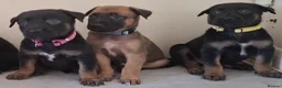 Belgian Shepherd Dog dogs for sale: Mechelse Herder Puppies For Sale - Advert 6