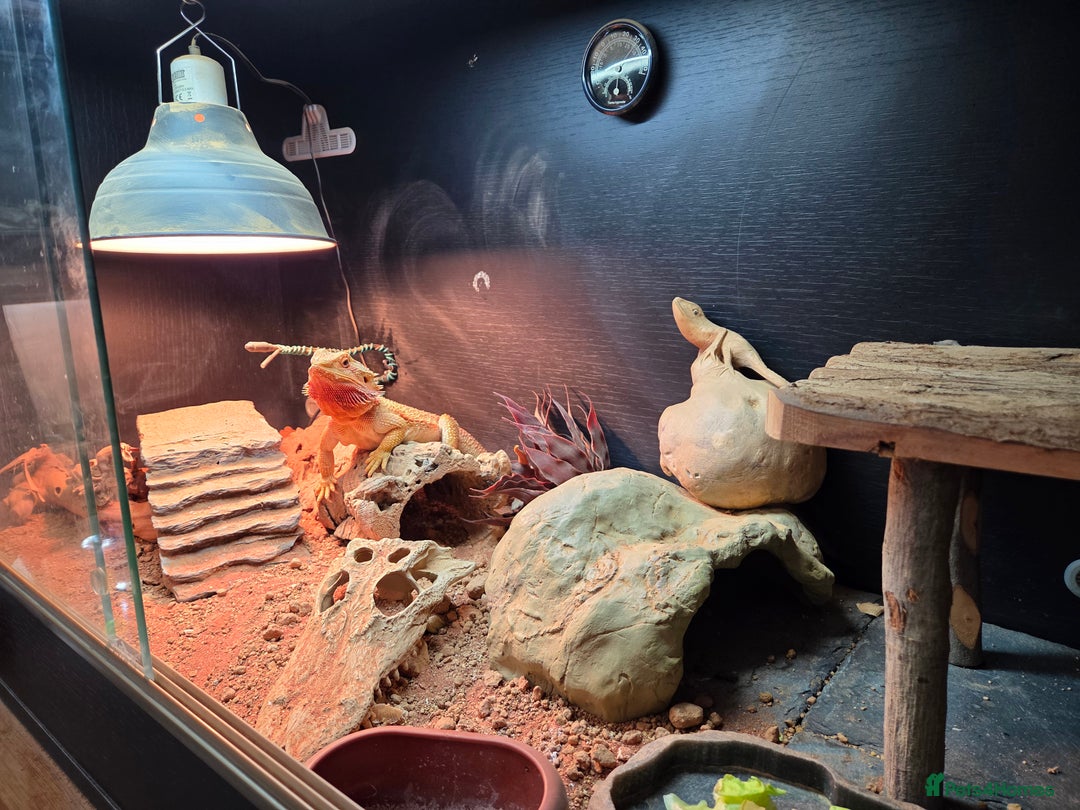 Bearded Dragon reptiles for sale: Red Bearded Dragon needs a new home - Image 12