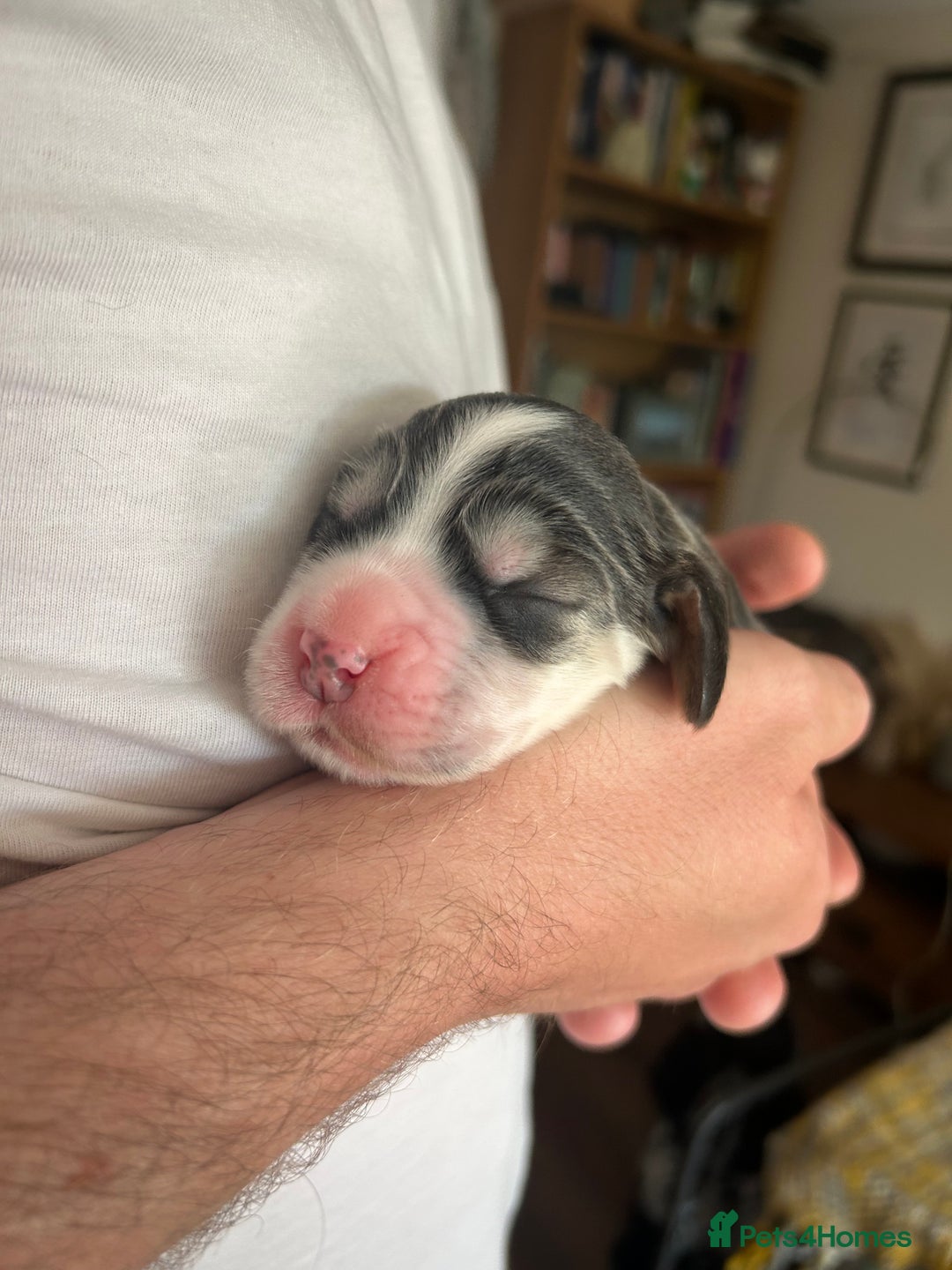 Cocker Spaniel dogs for sale: Gorgeous Cocker Spaniel Puppies - Image 26