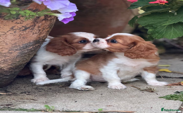 Cavalier King Charles Spaniel dogs - Advert 1