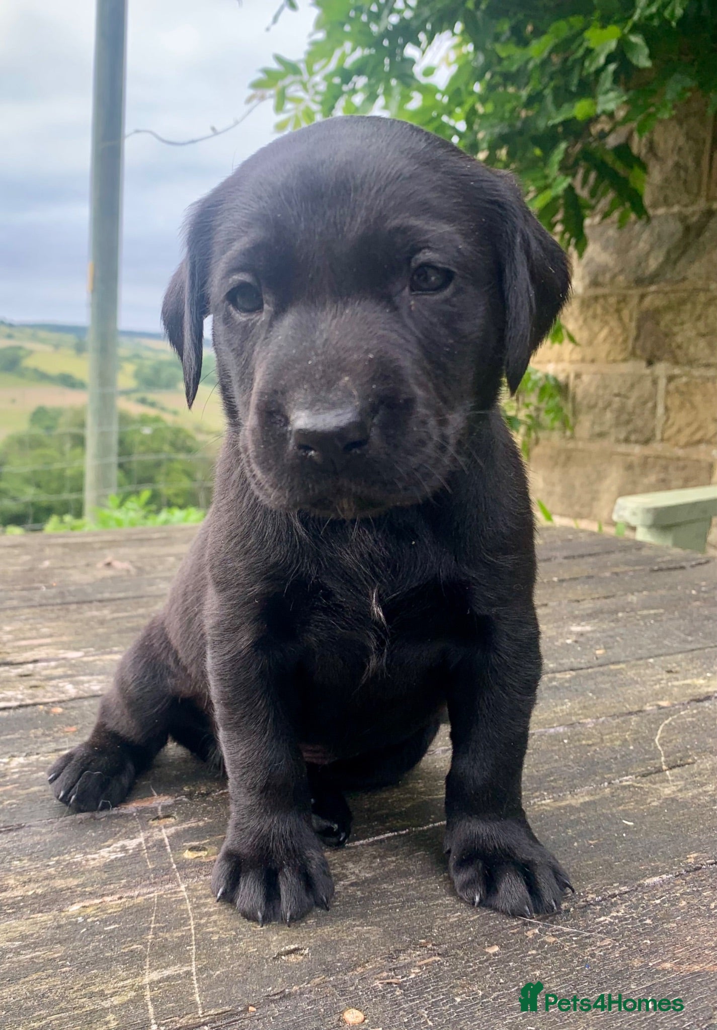 Labrador Retriever dogs KC working type Labradors  - Advert 10