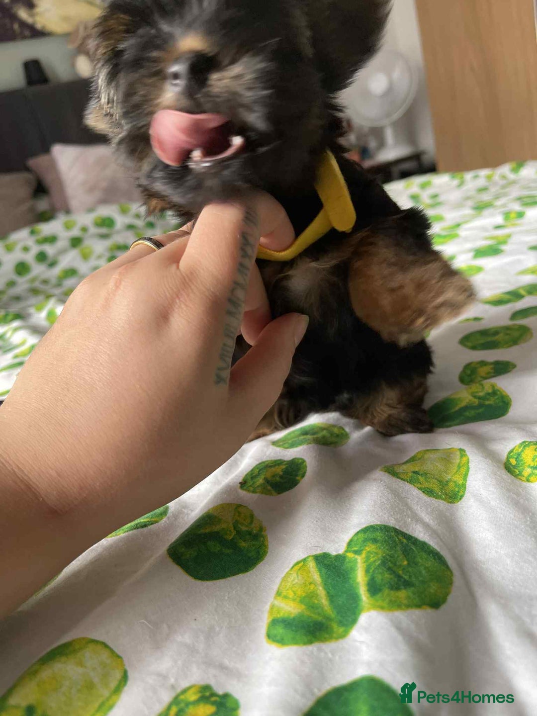 Yorkshire Terrier dogs for sale: 6 lovely Yorkshire puppies  - Image 10