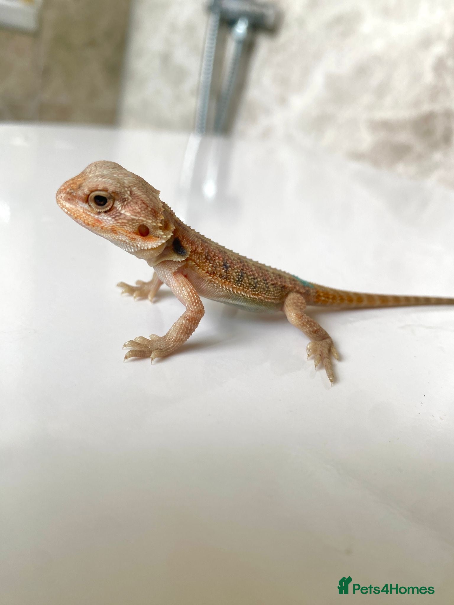 Bearded Dragon reptiles Baby dragons 1 month old  - Advert 2