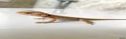 Bearded Dragon reptiles for sale: Baby dragons 1 month old  - Advert 2