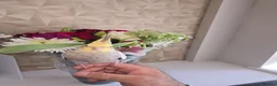 Cockatiels birds for sale: Male cockciel - Advert 3