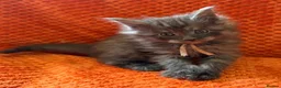 Maine Coon cats for sale: 6 Healthy Newly Born babies - Advert 6
