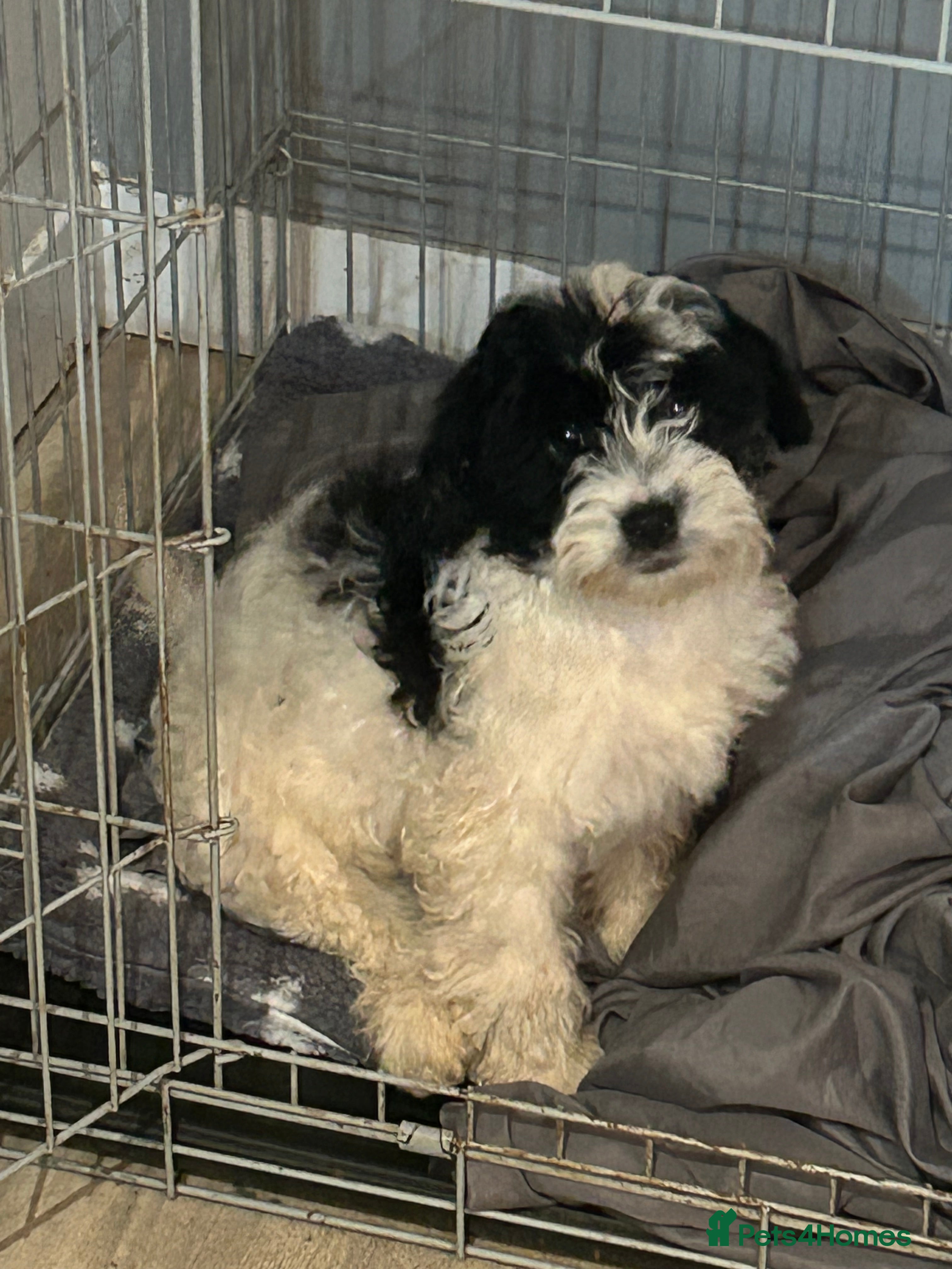 Mixed Breed dogs Black and white fluffy puppy male - Advert 1