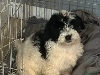 Mixed Breed dogs Black and white fluffy puppy male - Advert 1