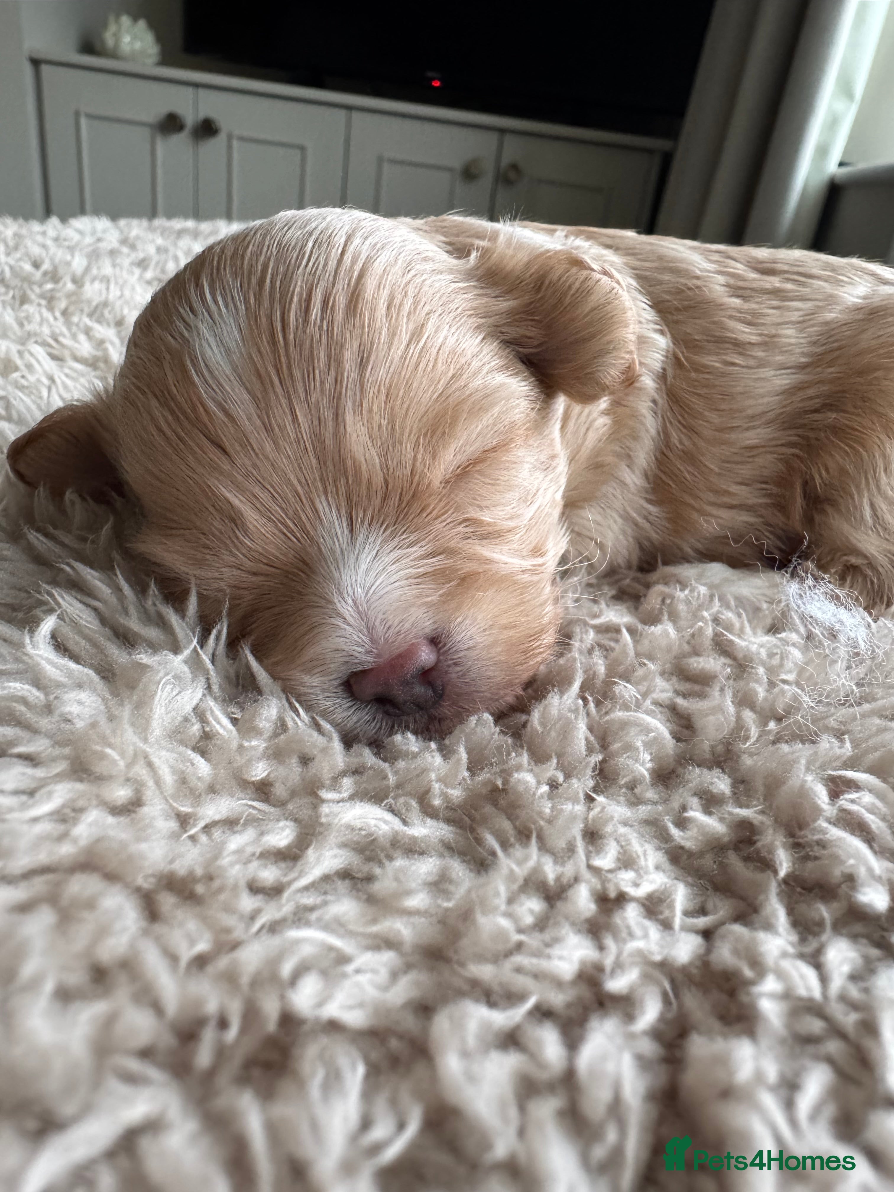 Maltipoo dogs 💗 Maltipoo Puppies – DNA Clear, Family Raised 💗 - Advert 6