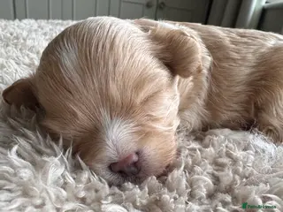 Maltipoo dogs 💗 Maltipoo Puppies – DNA Clear, Family Raised 💗 - Advert 6