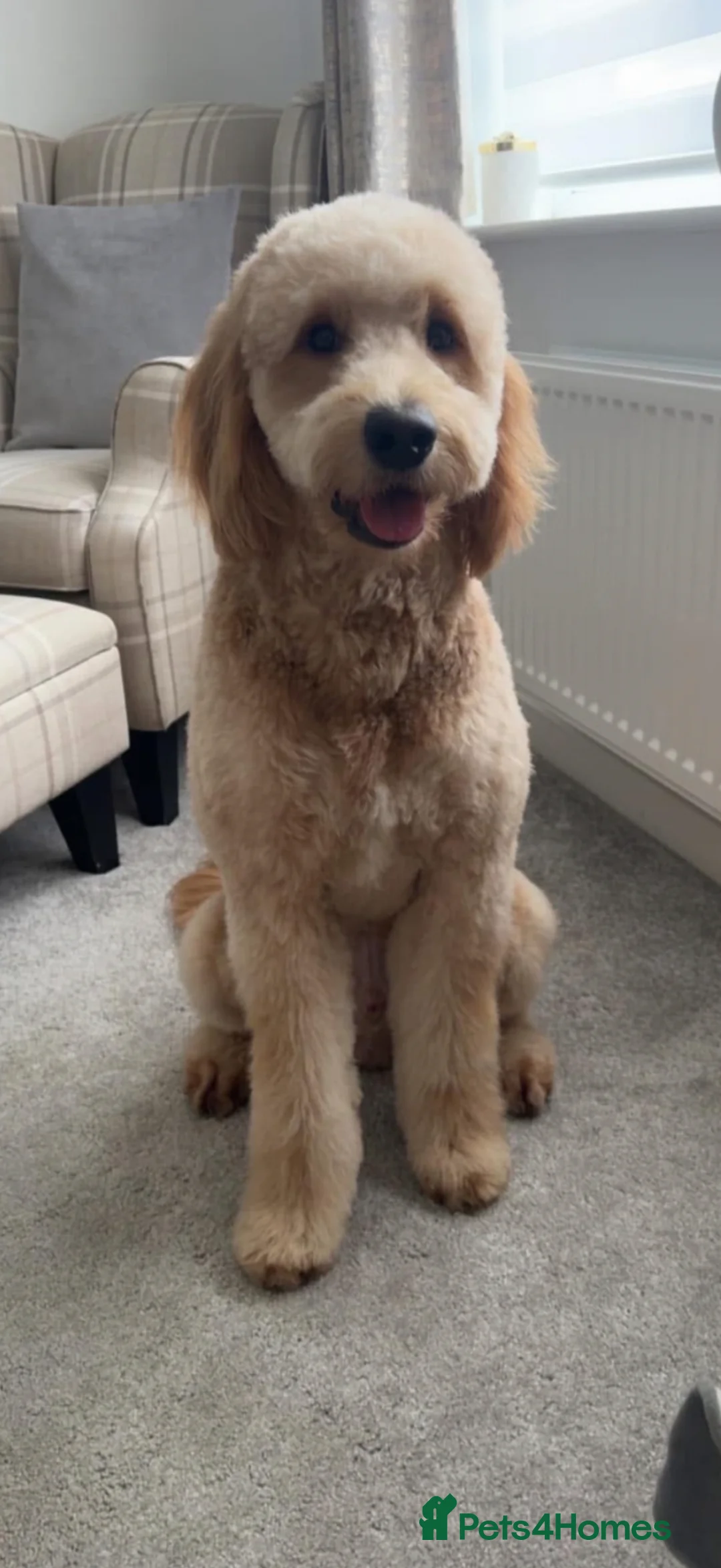 Goldendoodle dogs for stud: Goldendoodle for Stud  in Cramlington - Advert 2