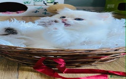 British Longhair cats for sale: ‼️🐾😍Colourpoint purebred BLH😻1 Left 🐱 - Advert 27