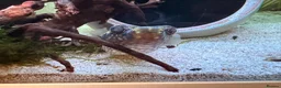 Pufferfish fish for sale: Fresh water Dragon/Humpback puffer for sale - Advert 5