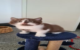 British Shorthair cats for sale: 4 Sweet PEDIGREE kittens - Image 12